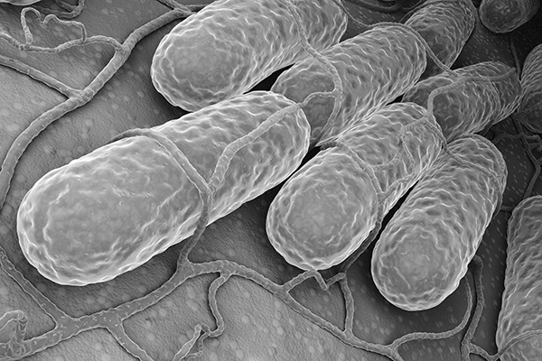 Salmonella under a microscope